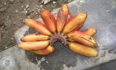 bahas-keunikan-pisang-tongka-langit-itb-gelar-diskusi-bersama-puslitbanghorti